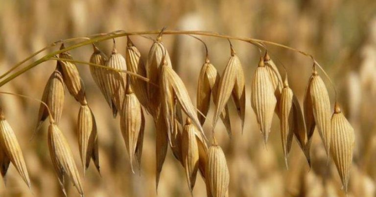 La avena escapa de la tendencia bajista de los precios de los cereales