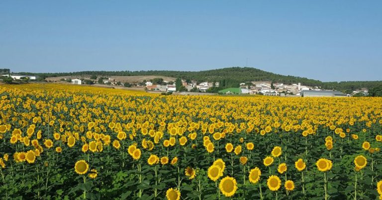 ¿Cómo ha evolucionado el cultivo del girasol en los últimos 25 años?